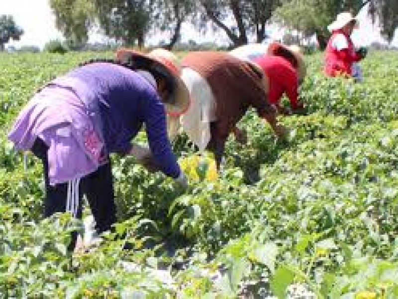 SDR buscará la recuperación del campo poblano