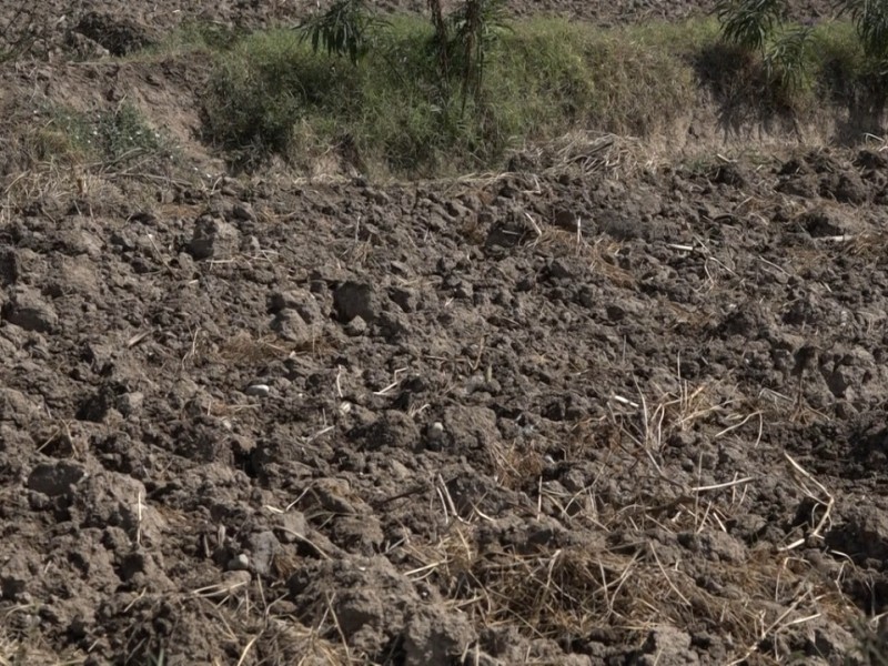 SDR: Sequía en la mixteca y pérdidas en granos