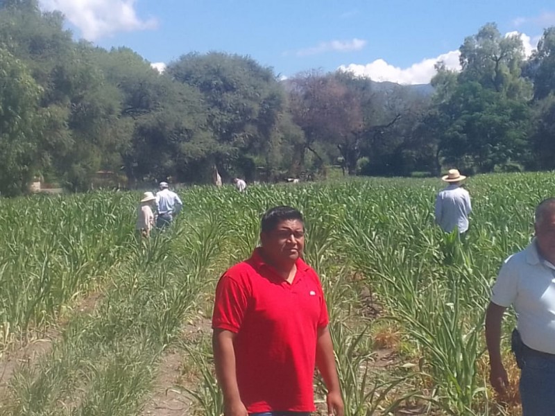 SDR valora campos afectados por el gusano soldado