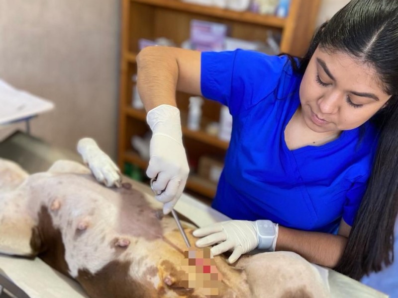 Se abre agenda de esterilizaciones para mascotas en CCA