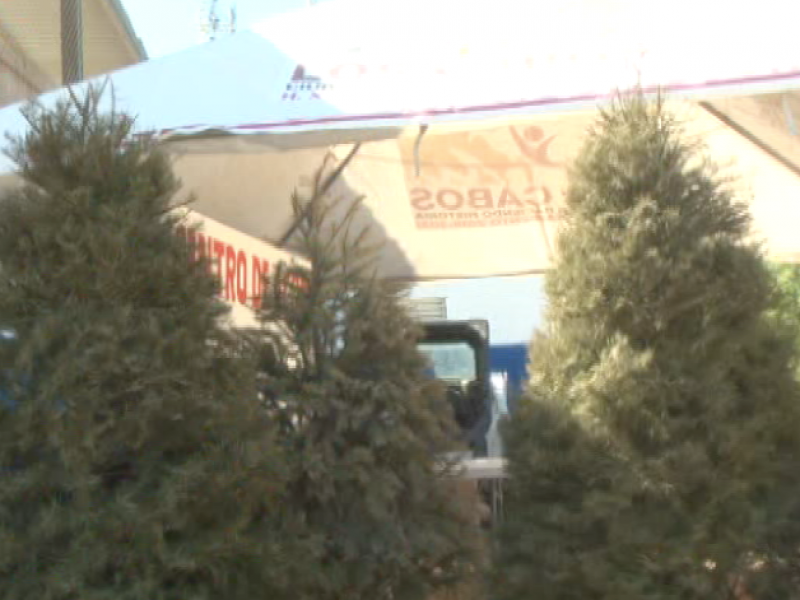 Se abren centros de acopio de árboles navideños