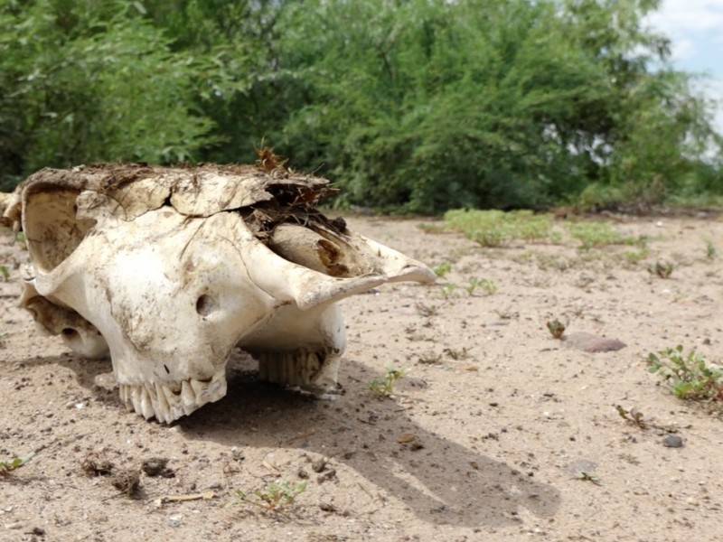 Se acaba la herencia en tierra Yaqui