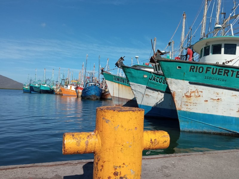 ¡Se acabó el camarón! Armadores le apuestan al tiburón