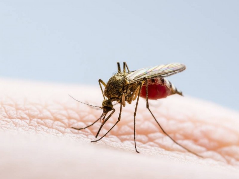 Se acumulan 550 casos de dengue este año en Sonora