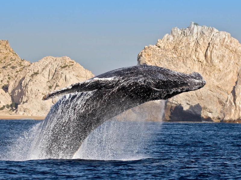 Se adelanta avistamiento de ballenas en Baja California Sur
