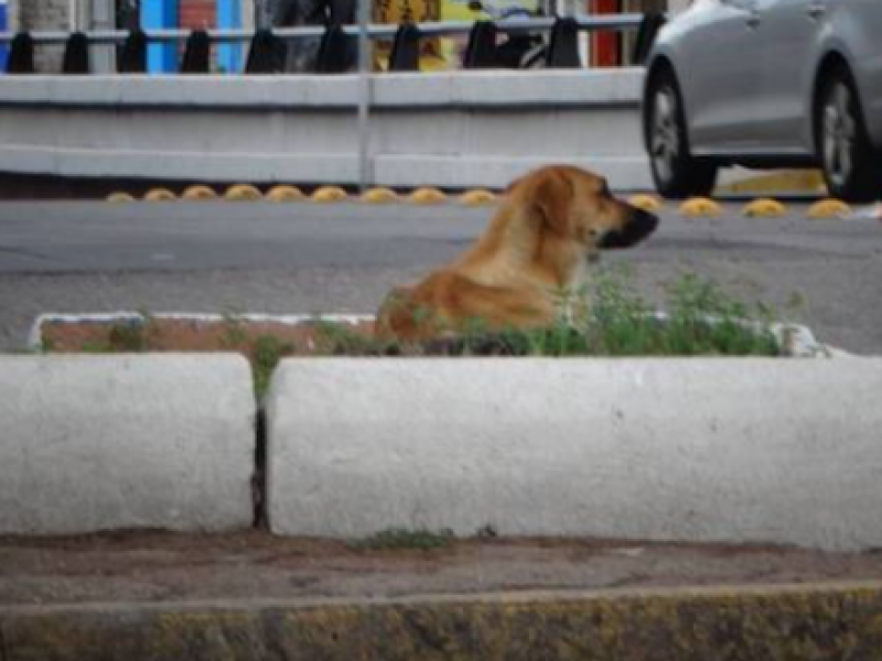 Se agrava maltrato animal en Chiapas, denuncian rescatistas.