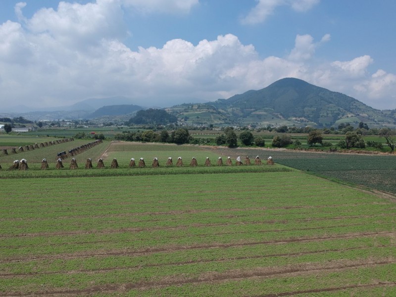 Se alistan froricultores de Tenango del Valle para muertos