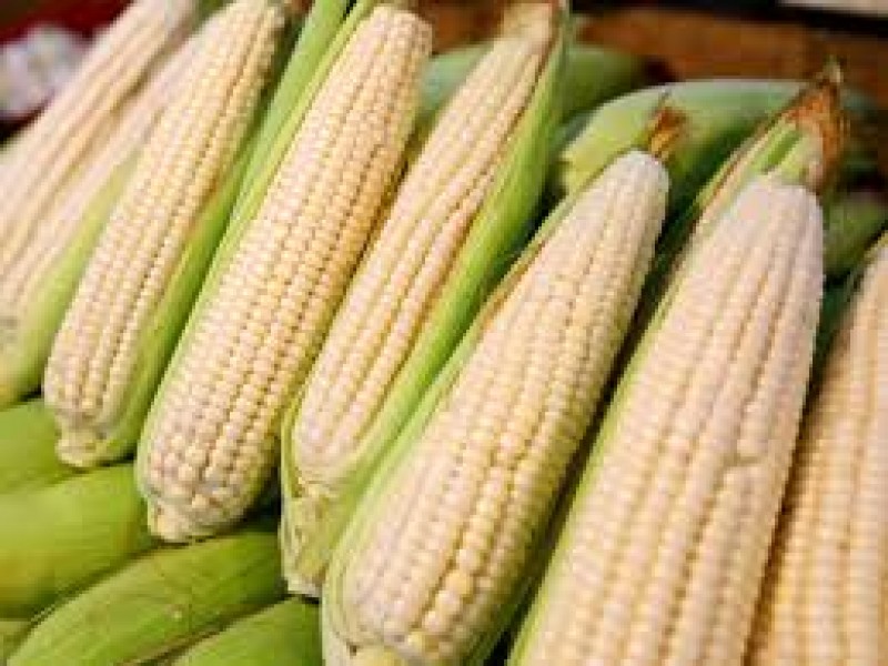 Se amplía periodo para la contratación del maíz