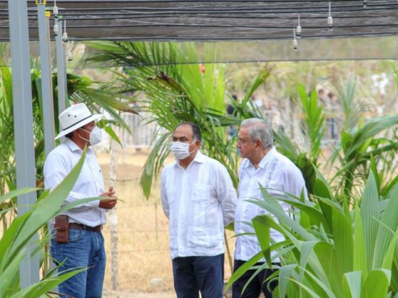 Se ampliará programa Sembrando Vida, asegura AMLO en Petatlán