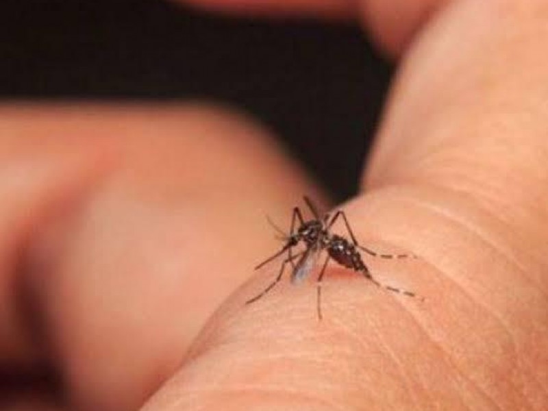 Se analizan 13 fallecimientos a causa de dengue en Veracruz