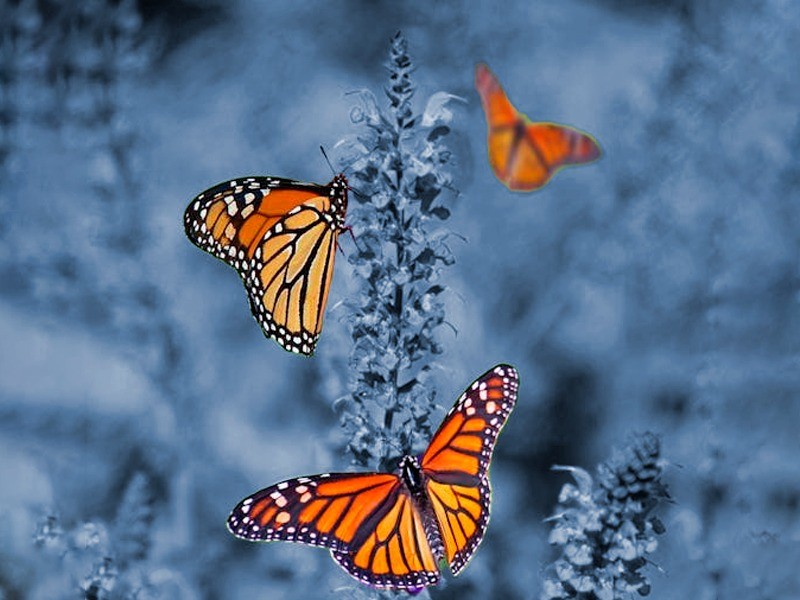 Se aplaza apertura de Santuarios de la Mariposa Monarca en Edomex