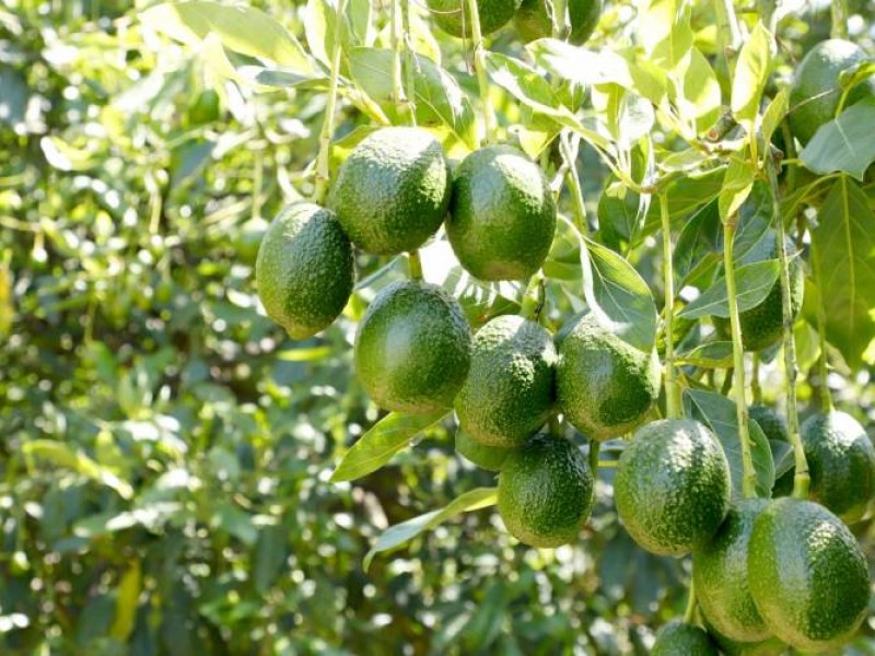 Se apoyarán a productores de aguacate