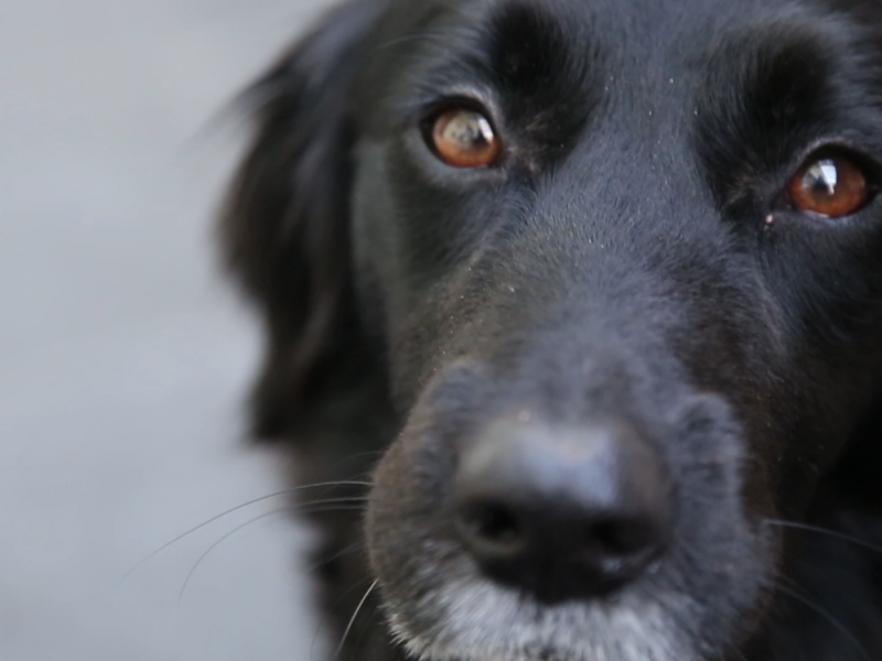 Se aproxima vacunación antirrábica canina y felina