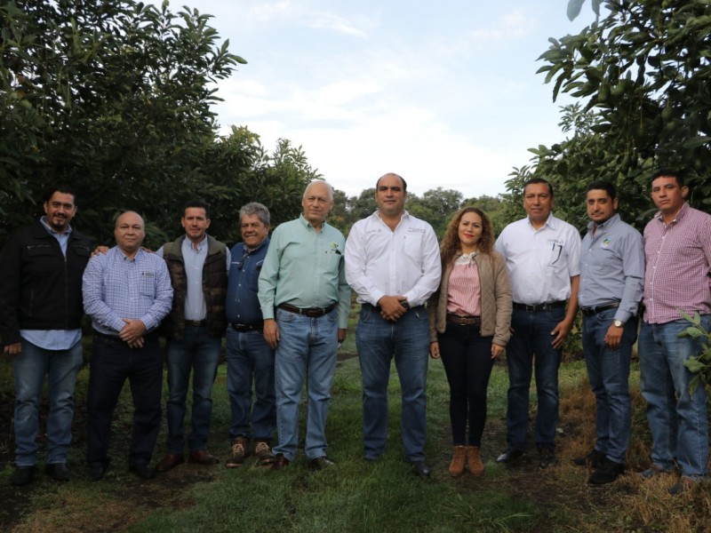 Se atenderán problemáticas en la producción de aguacate