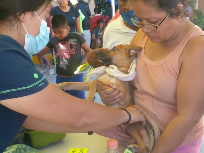 Se atienden 100 mascotas lesionadas por Otis diariamente