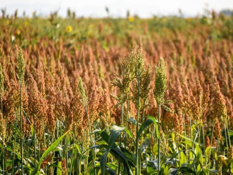 Se bancarizarán recursos para el campo