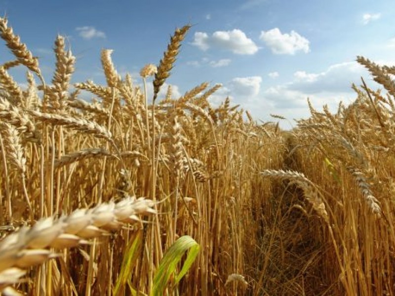 Se benefician cultivos de trigo con bajas temperaturas