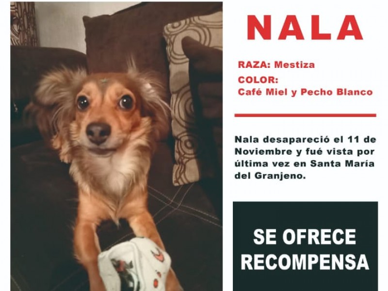 Ofrecen recompensa por Nala.