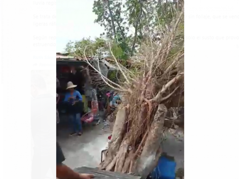 Se cae otro árbol en mercado de artesanías de Ixtapa