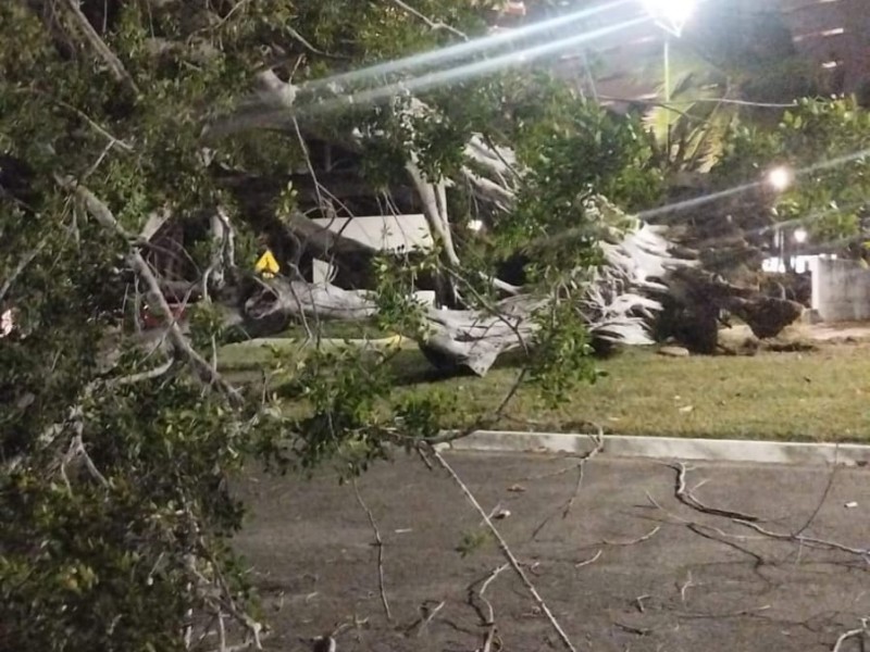 Se cae un árbol en Ixtapa, derribado por fuertes vientos