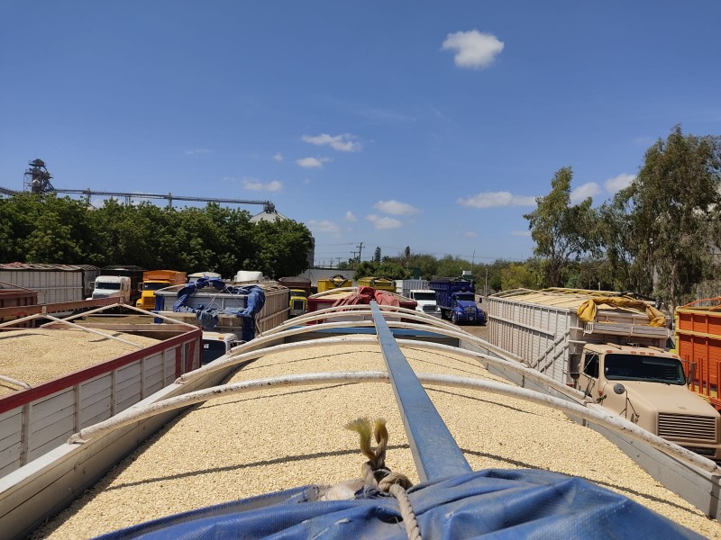 Se colapsa la reciba del maíz en Sinaloa