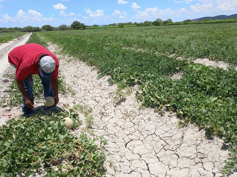 Se complica el próximo ciclo agrícola en Sinaloa