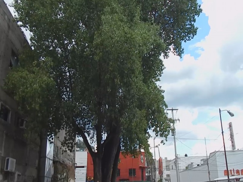 Se compromete empresa a preservar árbol centenario