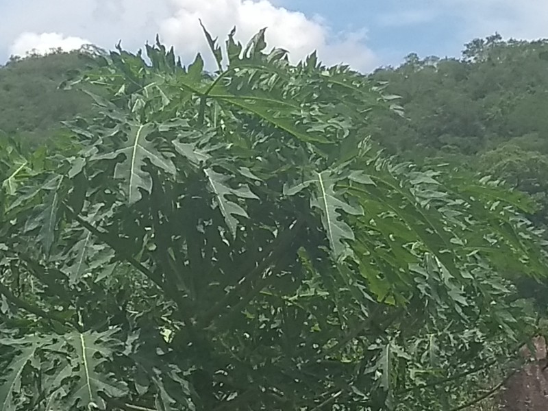 Se consolida la producción de papaya