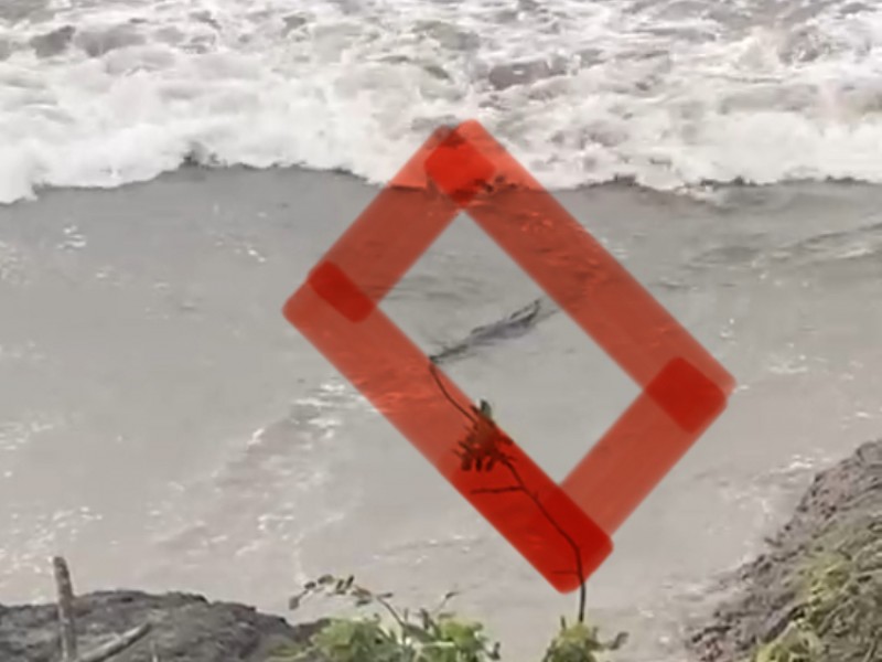 Se dan avistamientos de cocodrilo en varias playas de Ixtapa-Zihuatanejo