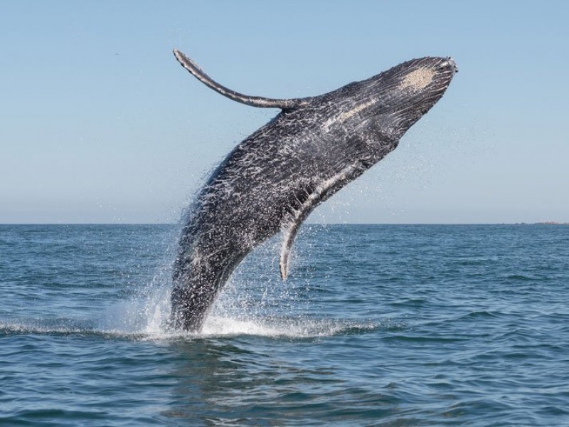 Se dará promoción al avistamiento de ballenas: Turismo