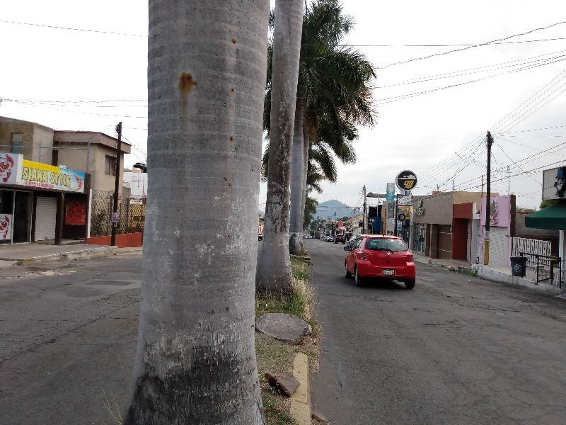 Se debe priorizar al peatón en Av. jacarandas