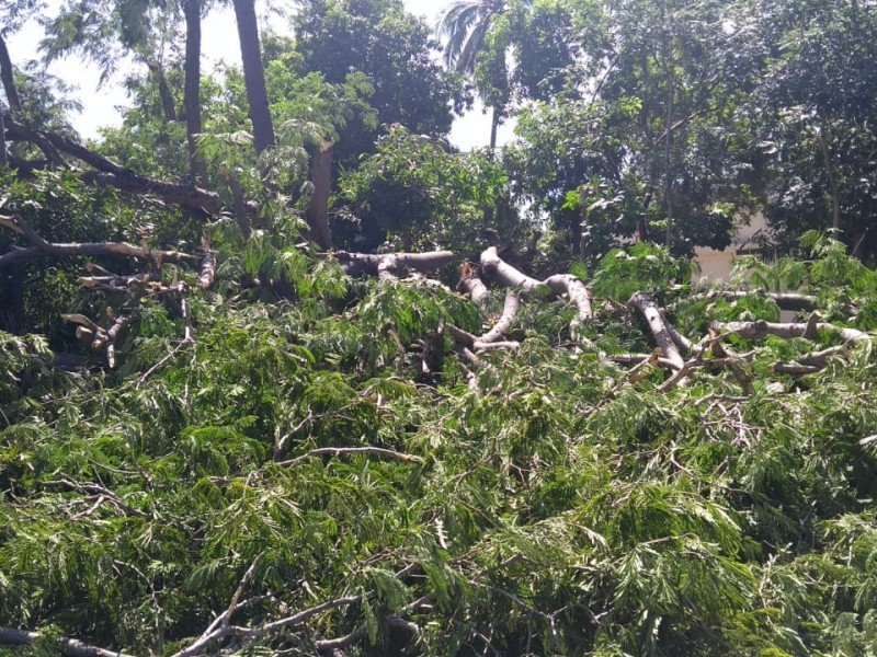 Se derrumba majestuoso árbol