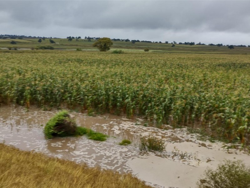 Se desborda río en San José Chiapa afectando cultivos
