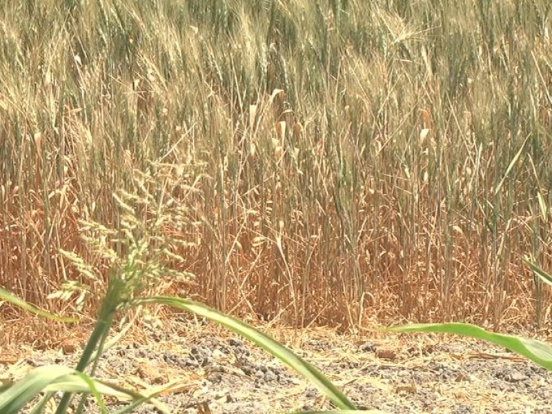 Se deslinda gobierno ante daños agrícolas por cortes de agua