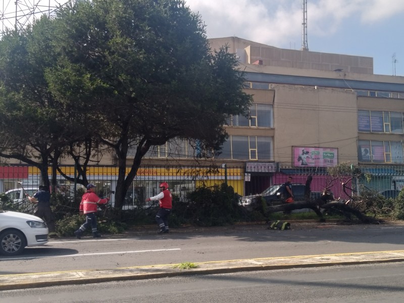 Se desploma árbol  en Paseo Tollocan