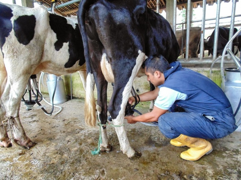 Se desploma producción de leche en Ahome.