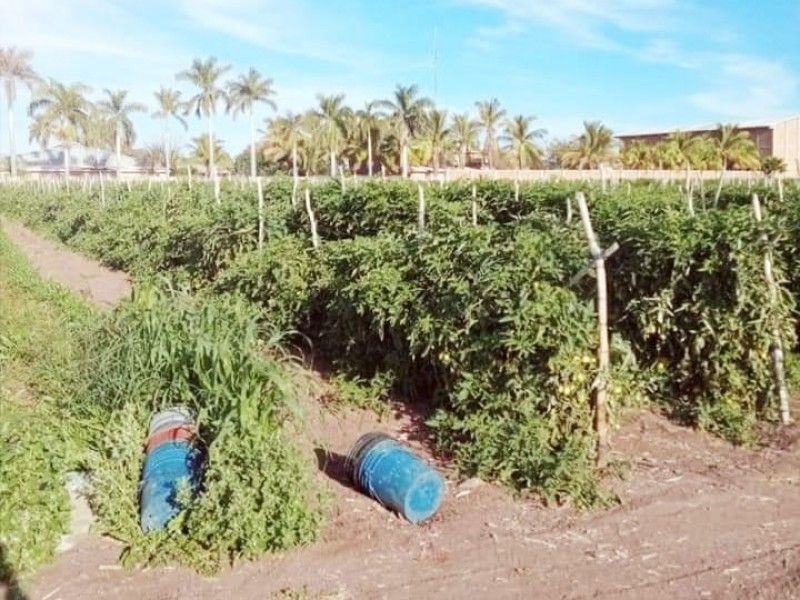 Se desploman jornales en campo tras abandono de predios legumbres