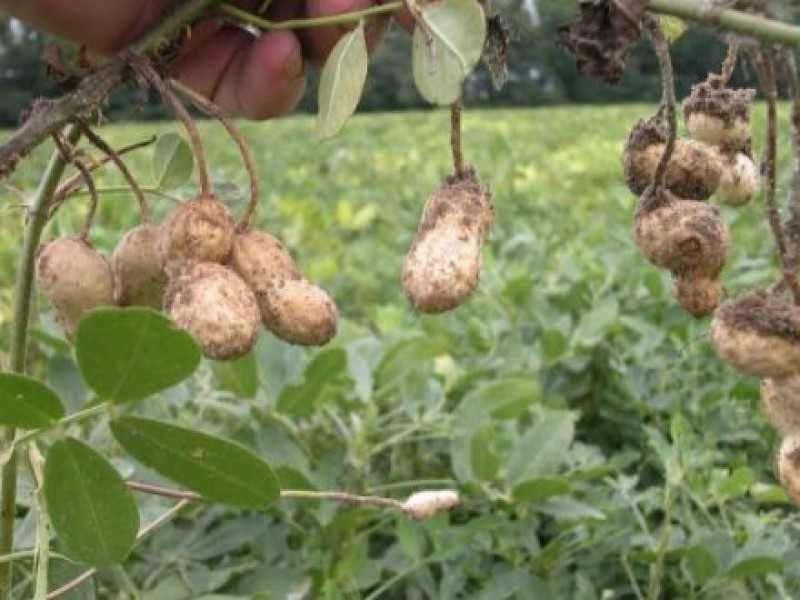 Se desplomó producción de cacahuate en Nayarit