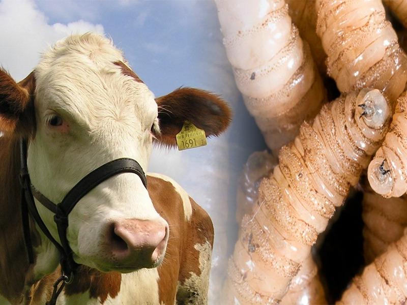 Se detecta en Sonora el primer caso de Gusano Barrenador