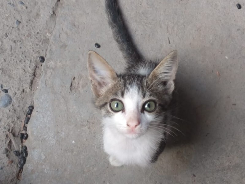 Se dificulta hallar hogares para mascotas rescatadas