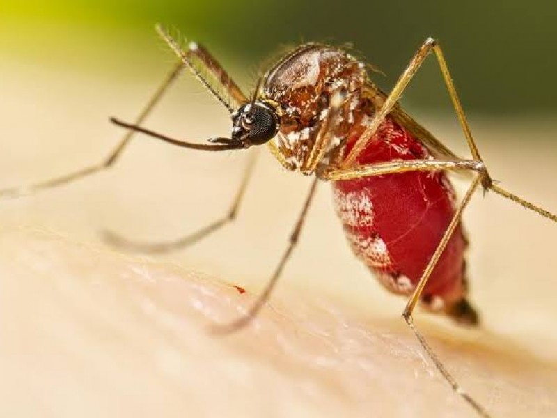 Se dispara el dengue en Veracruz; suman 5 mil casos
