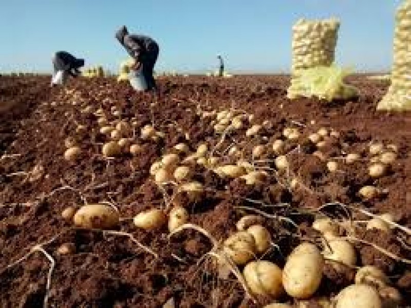 Se disparan costos para la siembra de papa