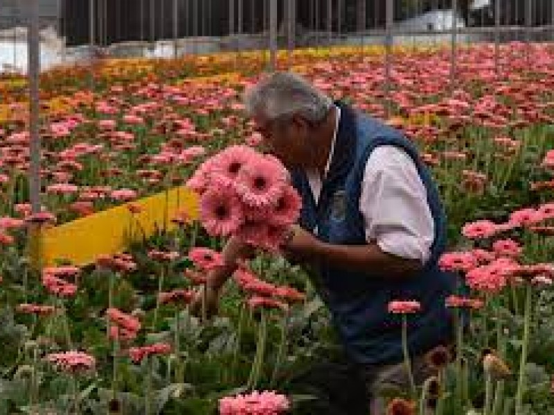 Se duplicará el precio de la flor en Edomex