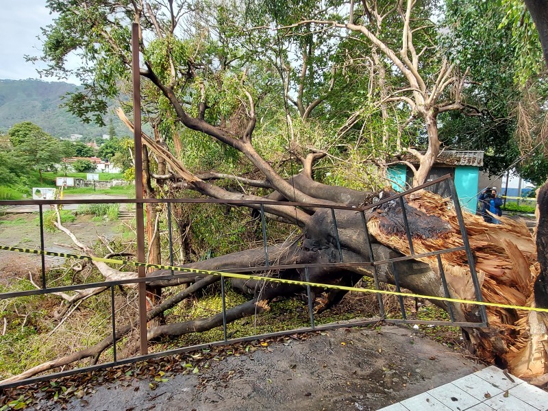 Se eleva 50% caída de árboles por lluvias este 2022