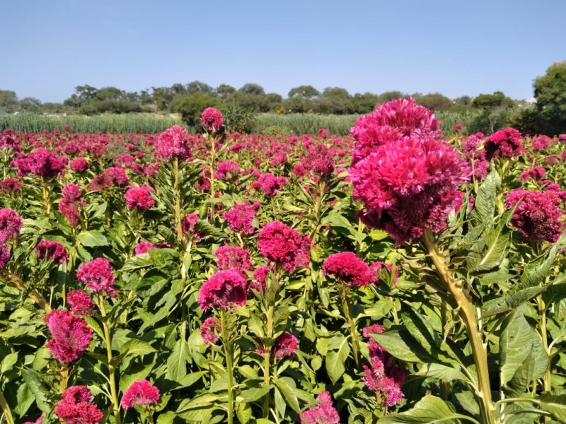 Se encarece flor de muerto por afectación en cultivos