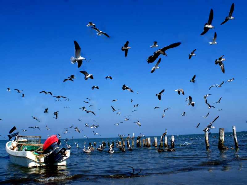 Aparecen los cinco pescadores desaparecidos de Antón Lizardo