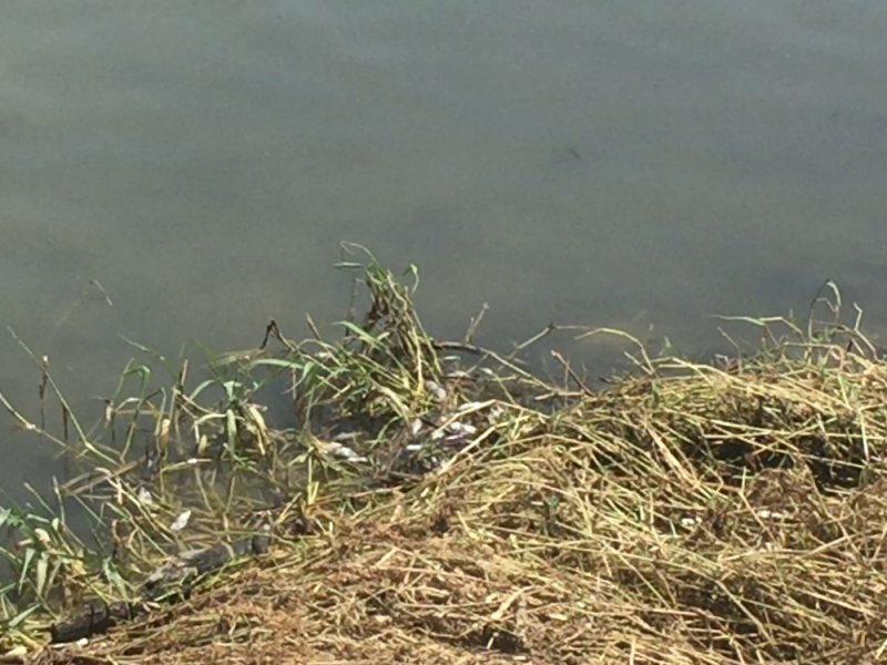 Se encuentran peces muertos en Estero SJC