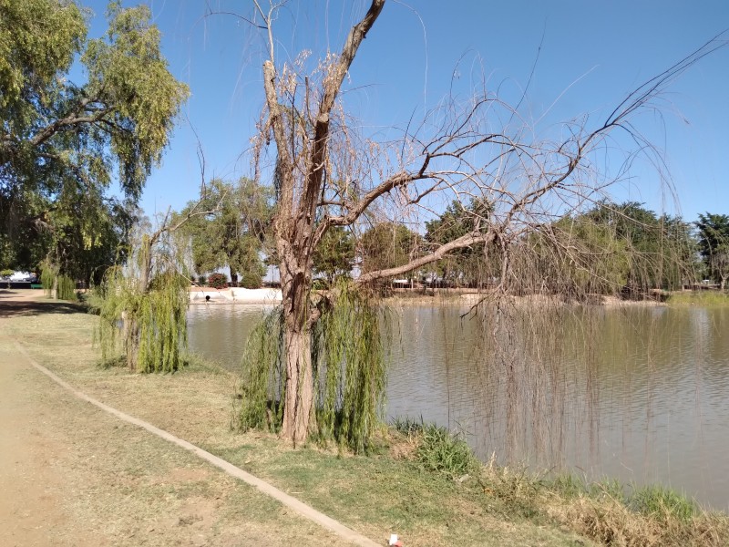 Se enferman los Sauses de la laguna de nueva cuenta