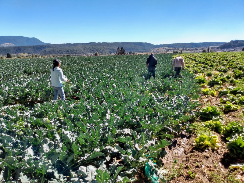 Se espera buena producción de maíz este 2021