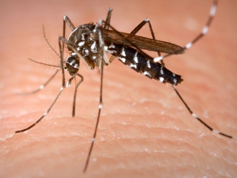 Se espera repunte de casos de dengue en 2024